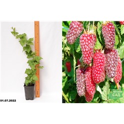 Малино-ежевичный гибрид Тайберри (Rubus fruticosus-x-rubus Tayberry) С2,5